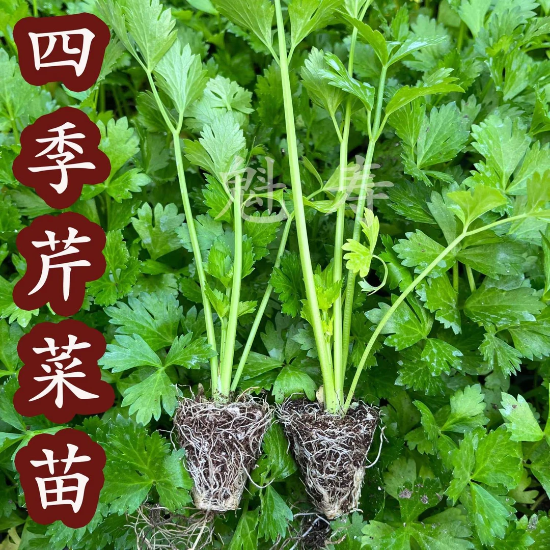 芹菜苗秧苗皇后西芹秧苗四季小香芹苗大肉苗西芹苗秧苗