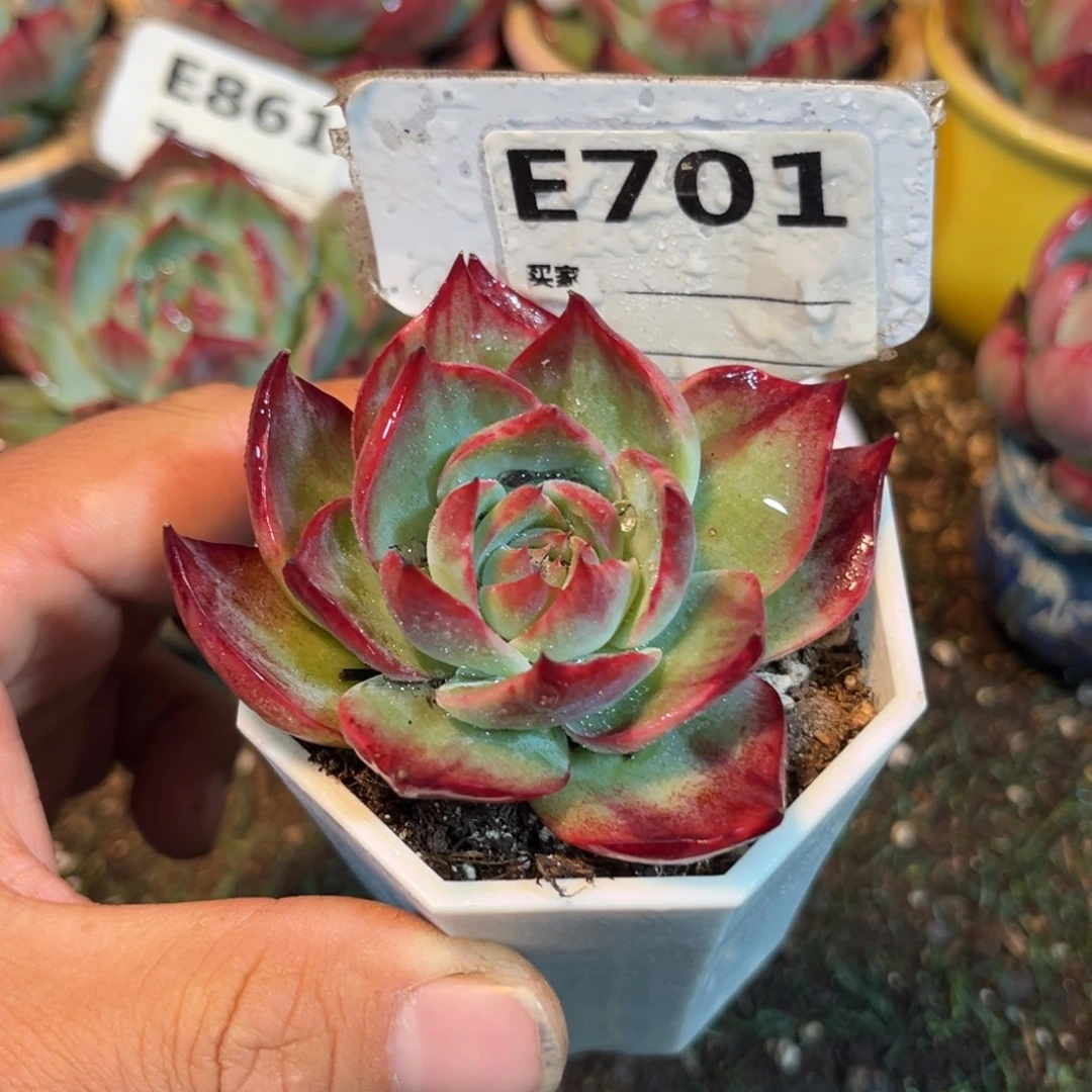 惊鸿一瞥701点的