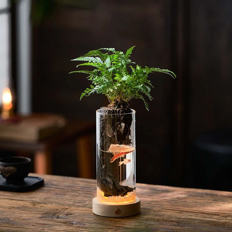 罗汉松小盆栽水培植物苔藓造景绿植微景观摆件室内桌面玻璃小鱼缸