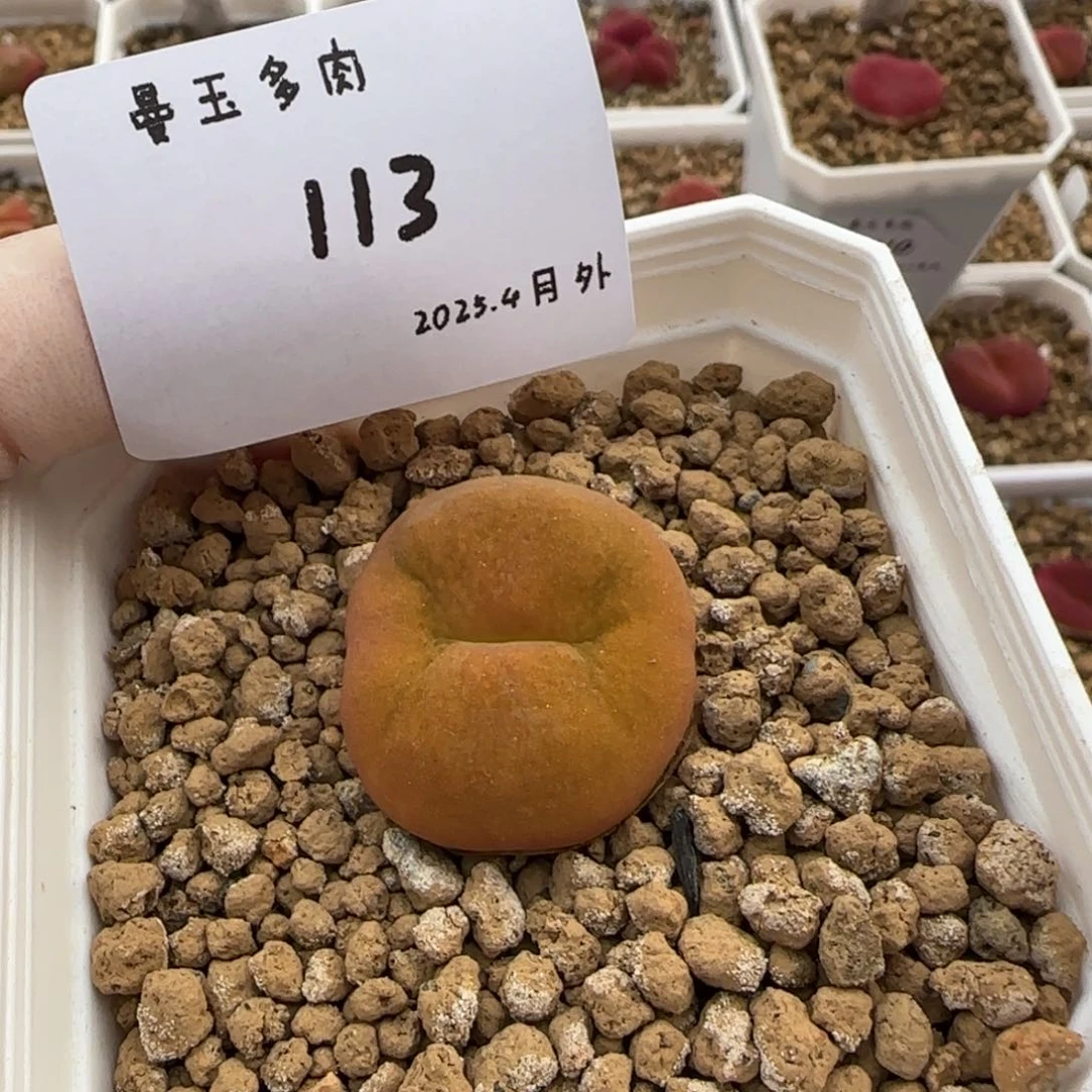 楚*多肉多肉多肉4-113