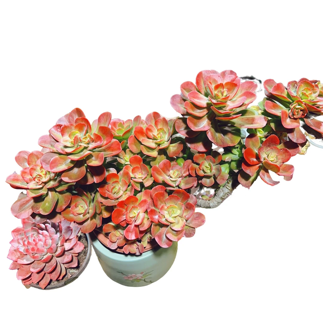 精品多肉植物特大号6年老桩红梅