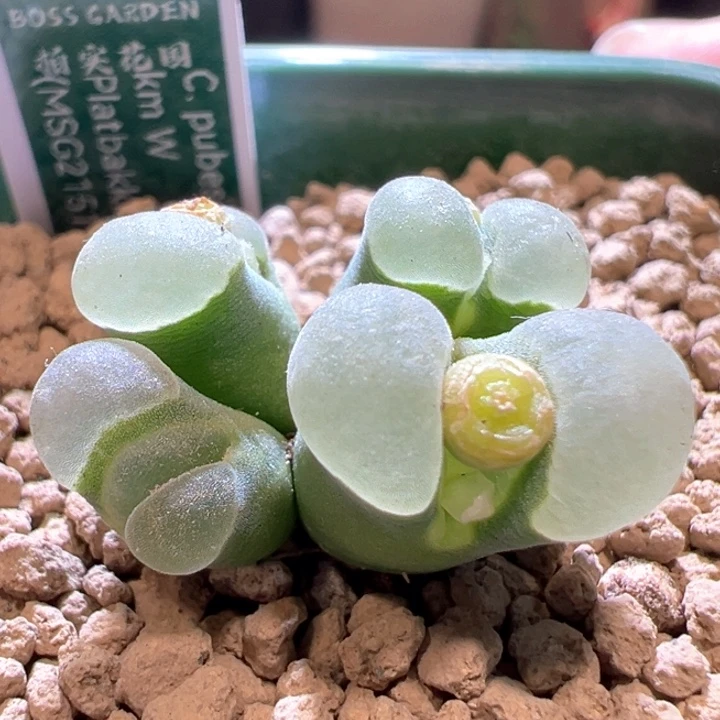 529。 青蛙种源优选四年母本。透白窗2151