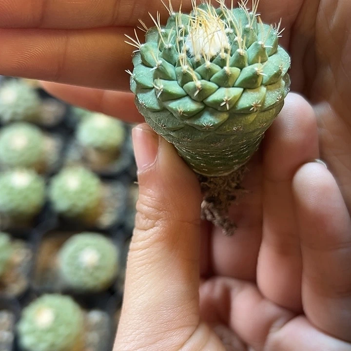 实生菊水3.2公分1颗