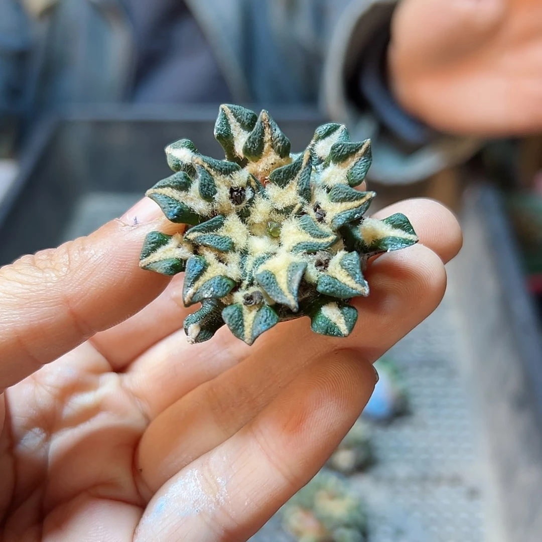 黑牡丹无根3.3公分底部有点歪