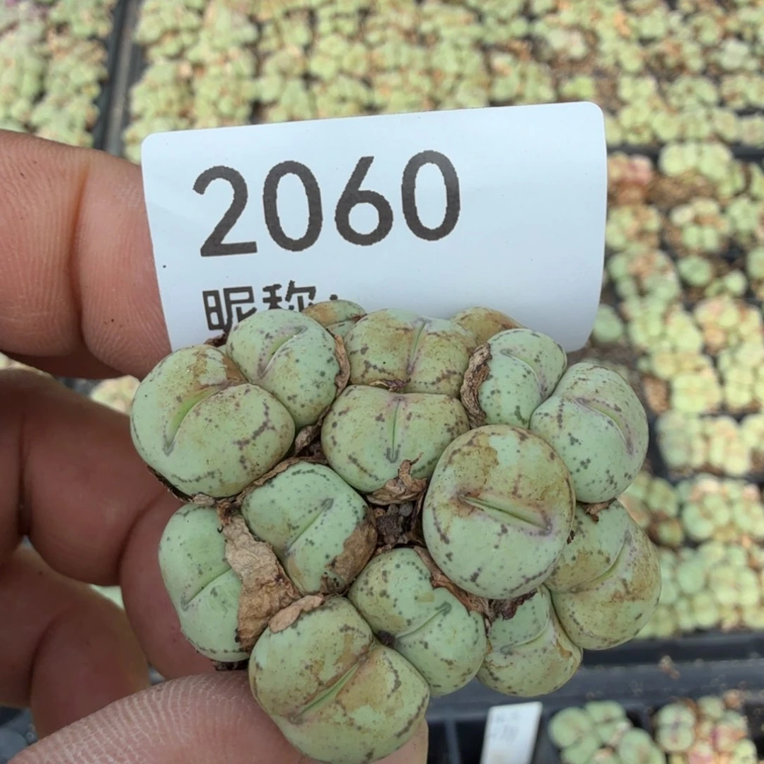 多肉植物多肉植物多肉植物