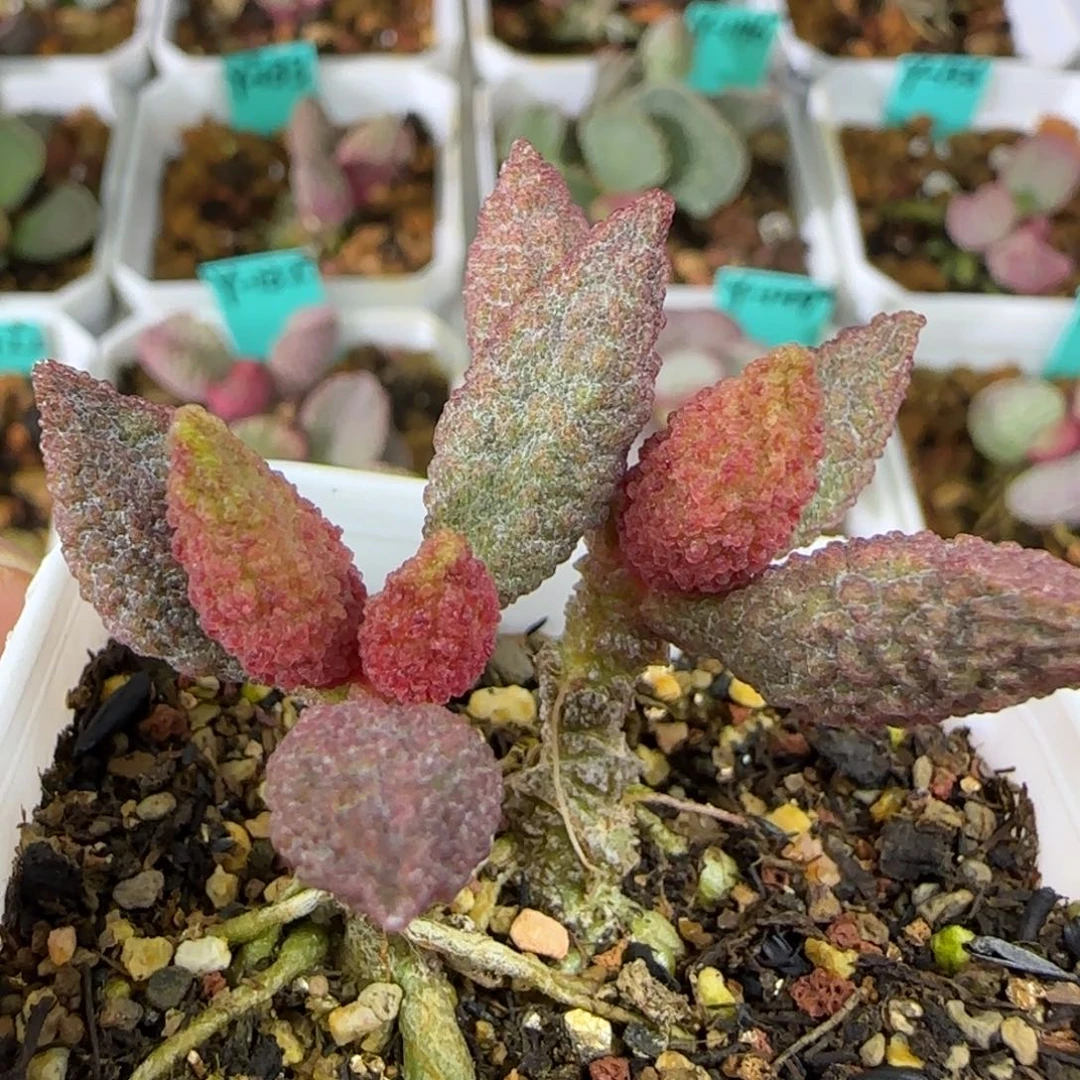 实生桩子，五方盆发