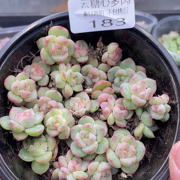 云糖心多肉植物183