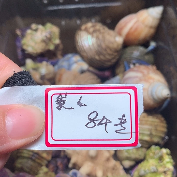 崽崽专拍奔跑家的