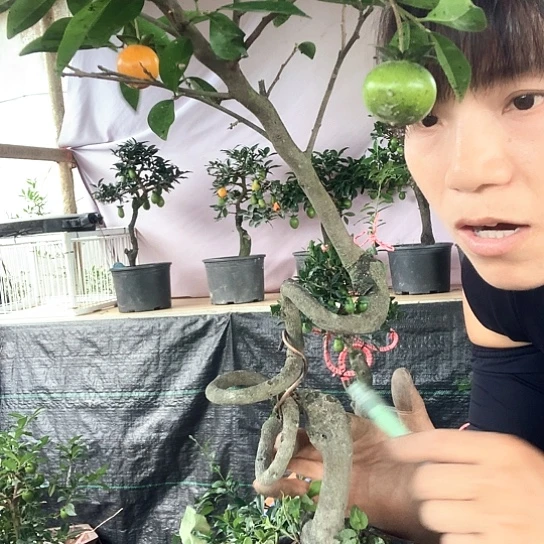 无花朵金弹子。