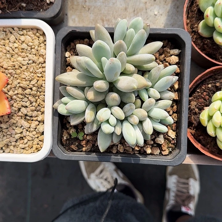 白兰地 群生 一物一拍