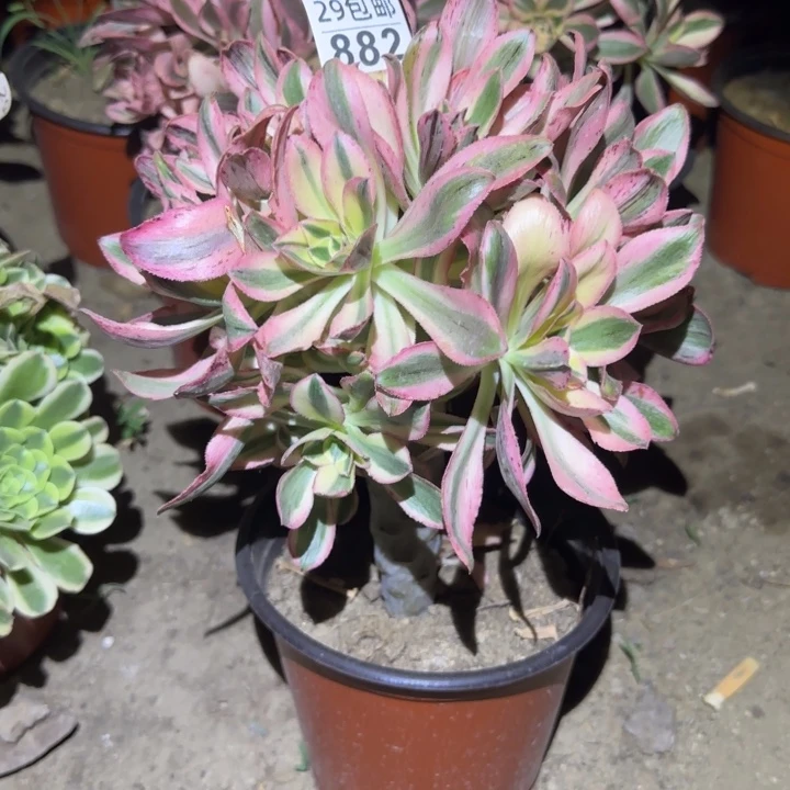 艳姿锦……多肉植物的