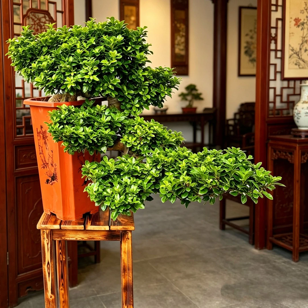 悬崖临水迎客松造型小叶金钱榕树盆景