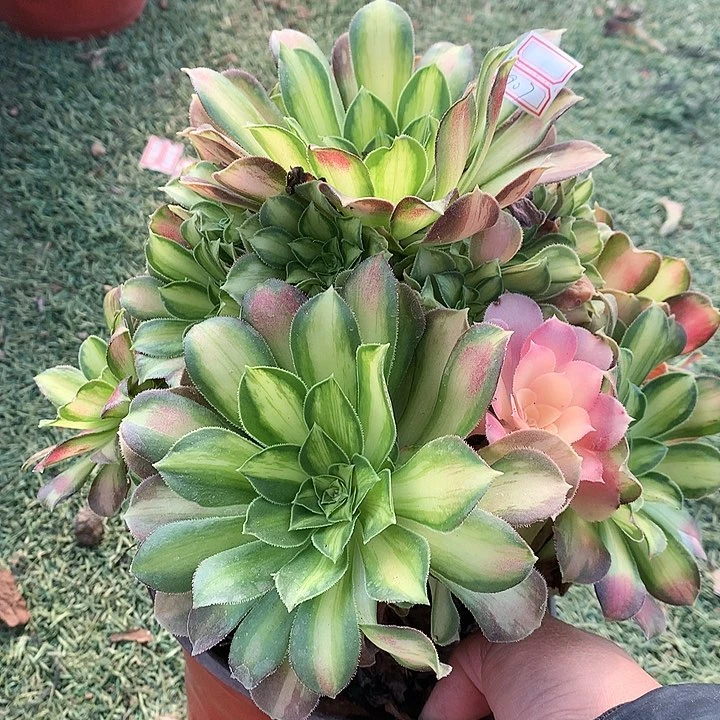 907韶华多肉植物