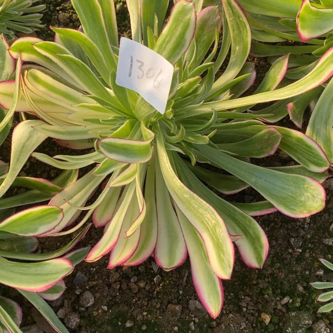 1306天和变异多肉