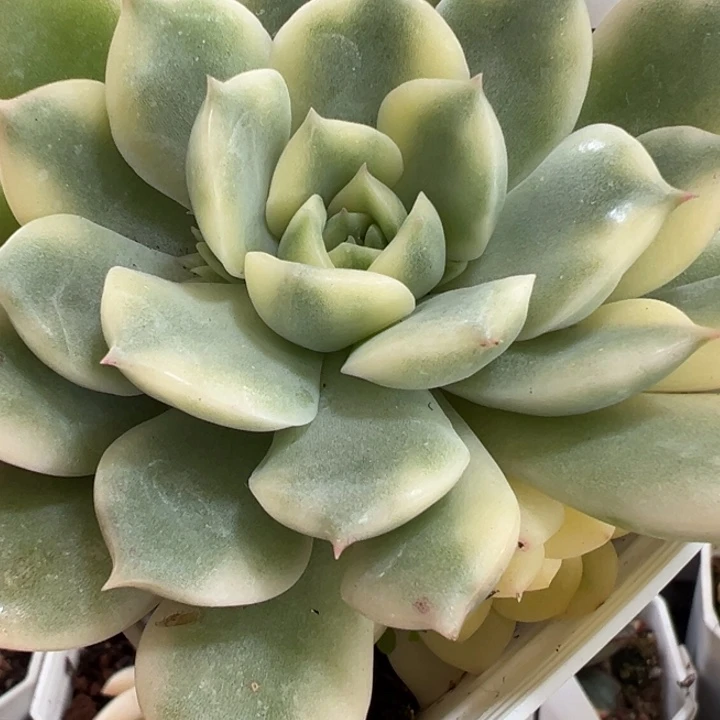 艾丽卡锦多肉植物551