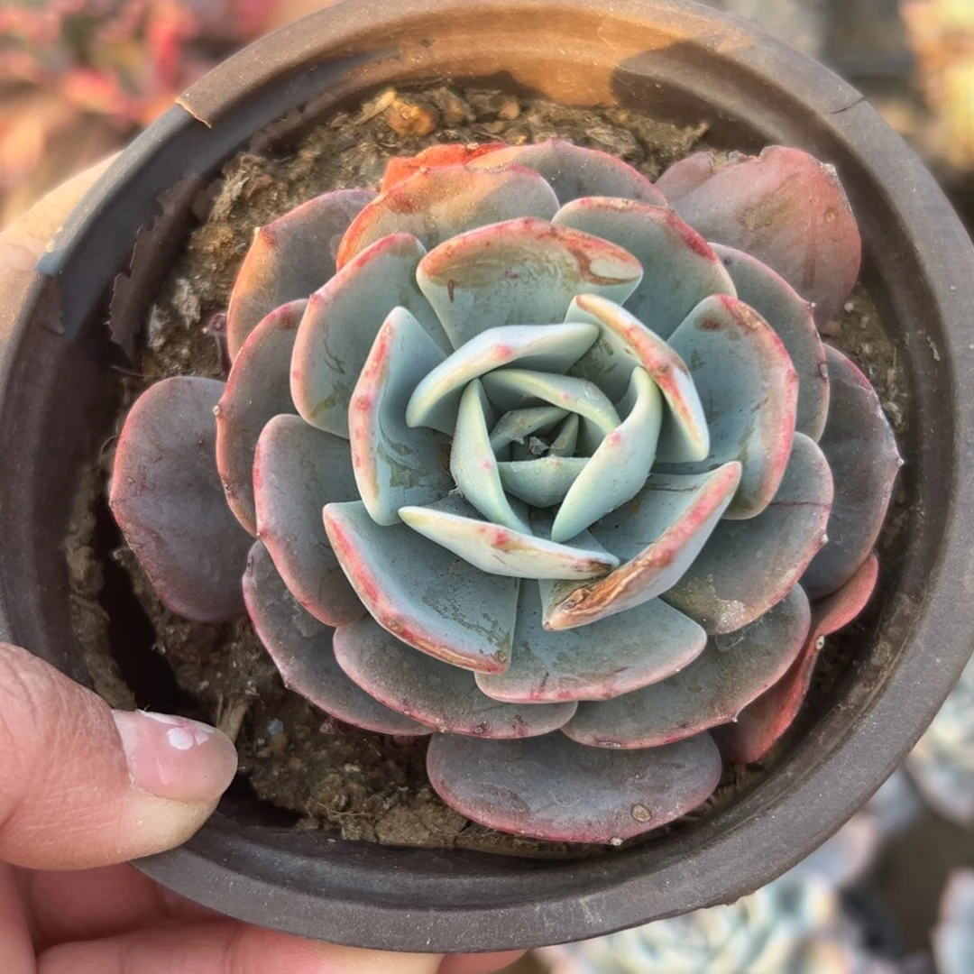 多肉植物多肉植物