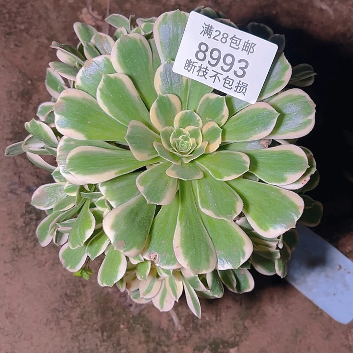 8993迈巴赫多肉植物