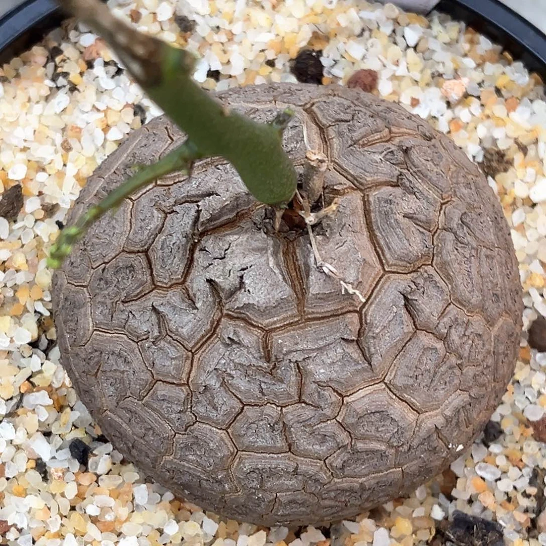 潮流植物优选南非龟，171