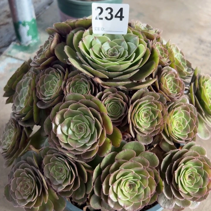 234万圣节28厘米左右