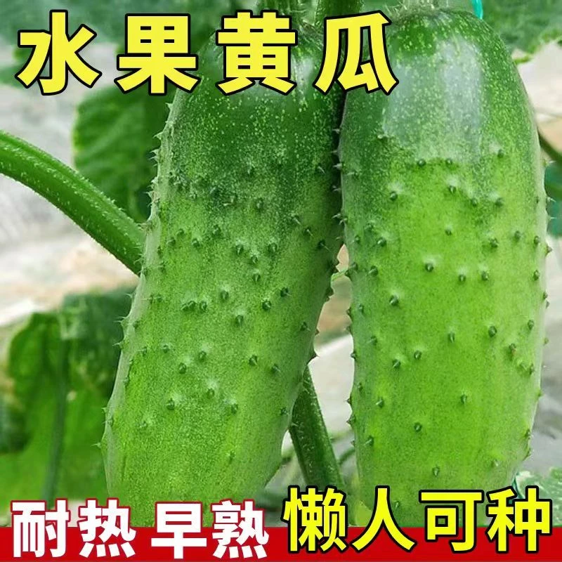 甜脆水果黄瓜种子摘不败节节瓜地栽阳台盆栽高产春秋播种蔬菜种子
