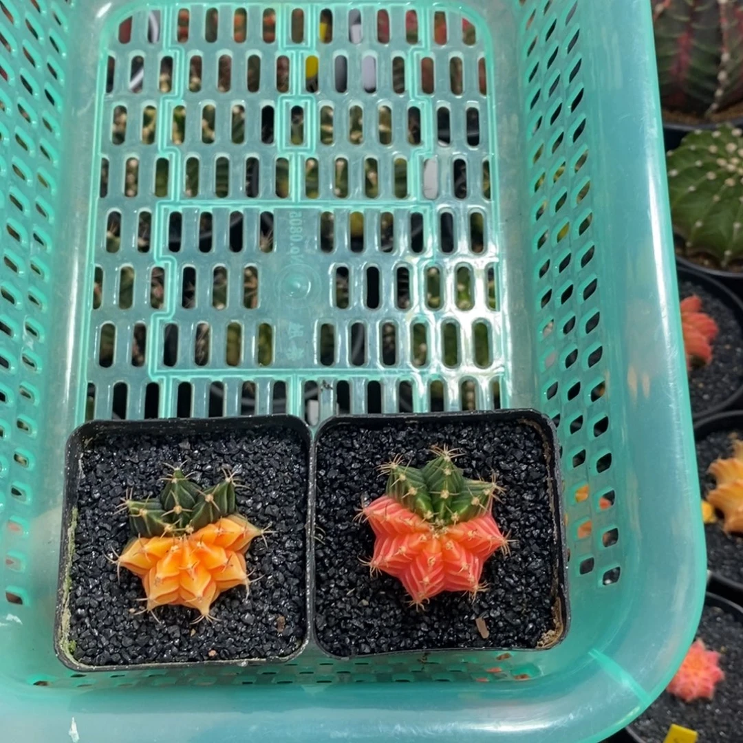文***越小米哈—-脱土发货