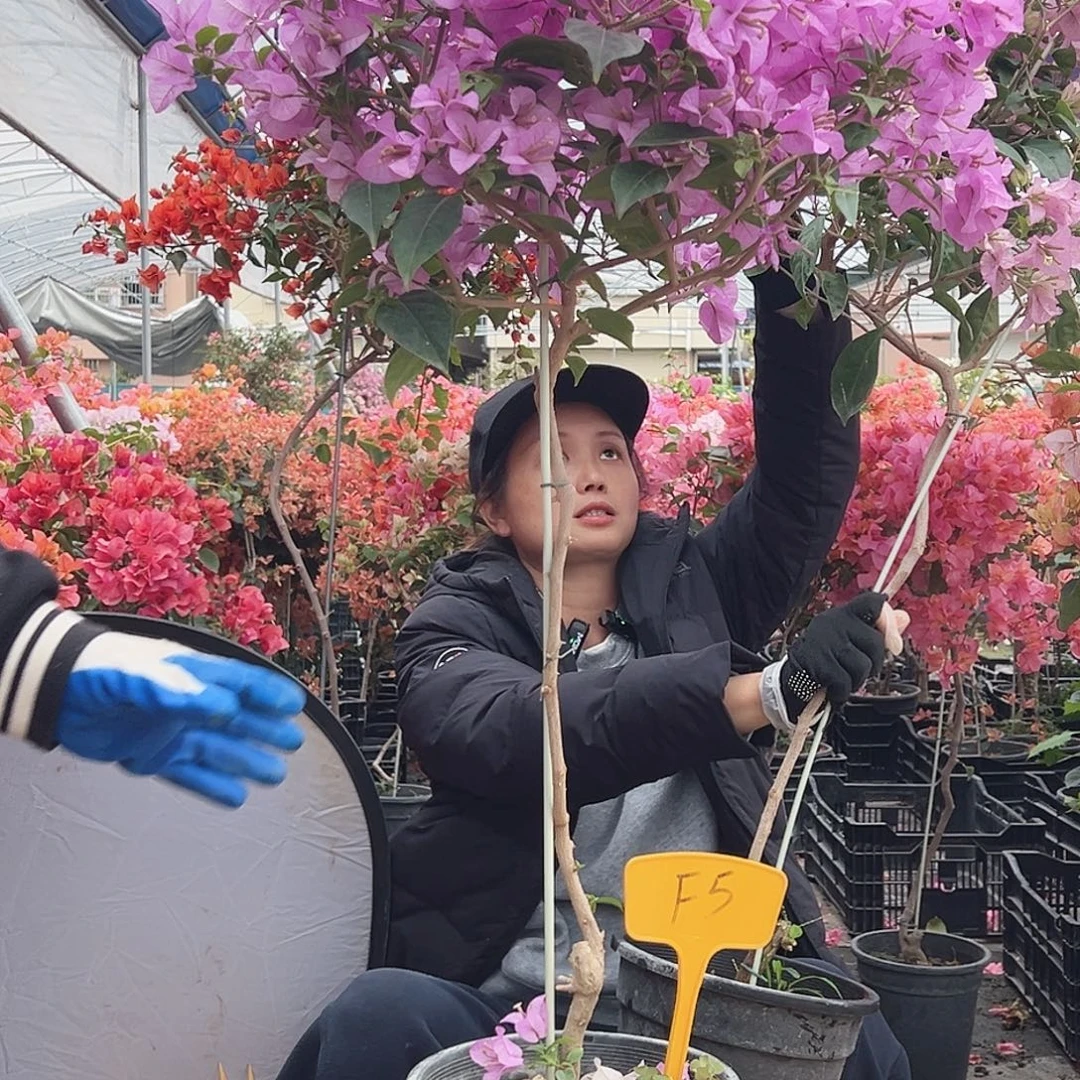 糊***涂大部分花苞少量开放F5巴西紫