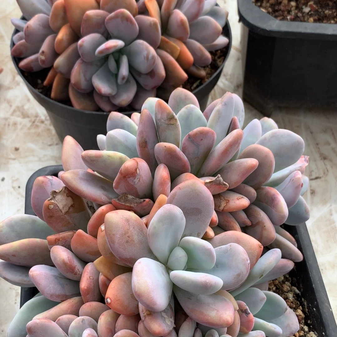 多肉植物 一物一拍