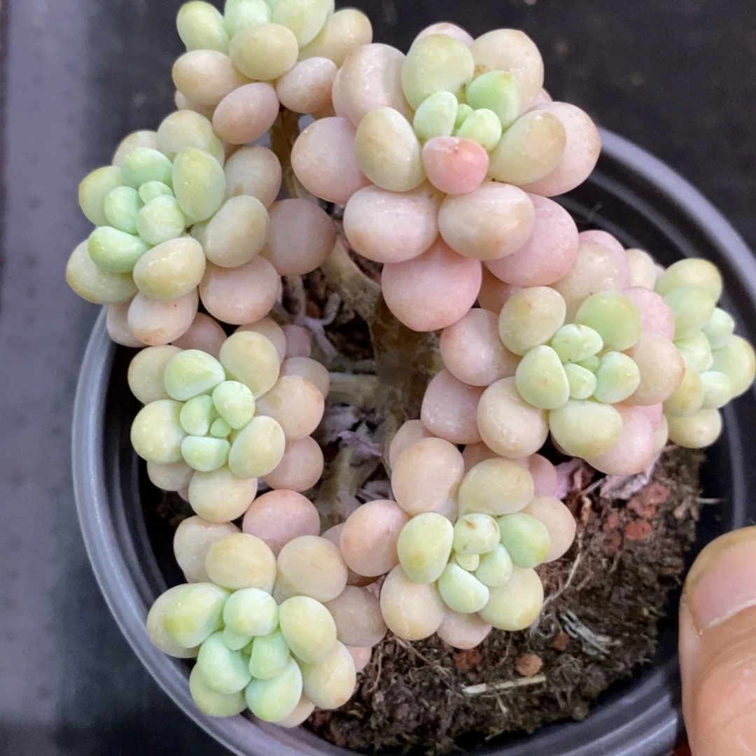 精品多肉一物一拍不包整51