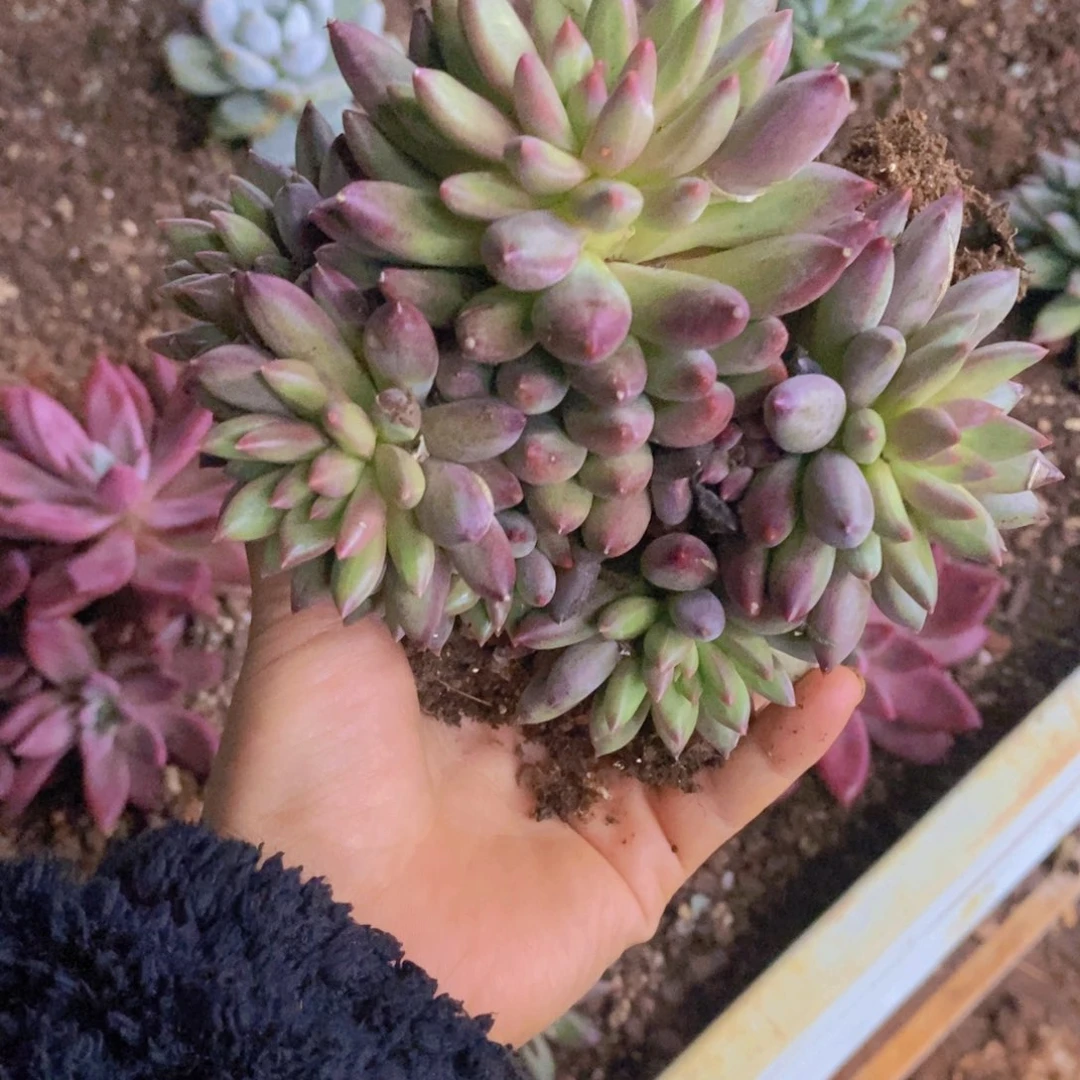 羽毛纹美人多肉植物