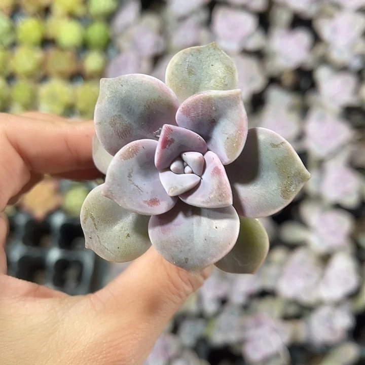 华丽风车满9.9包邮