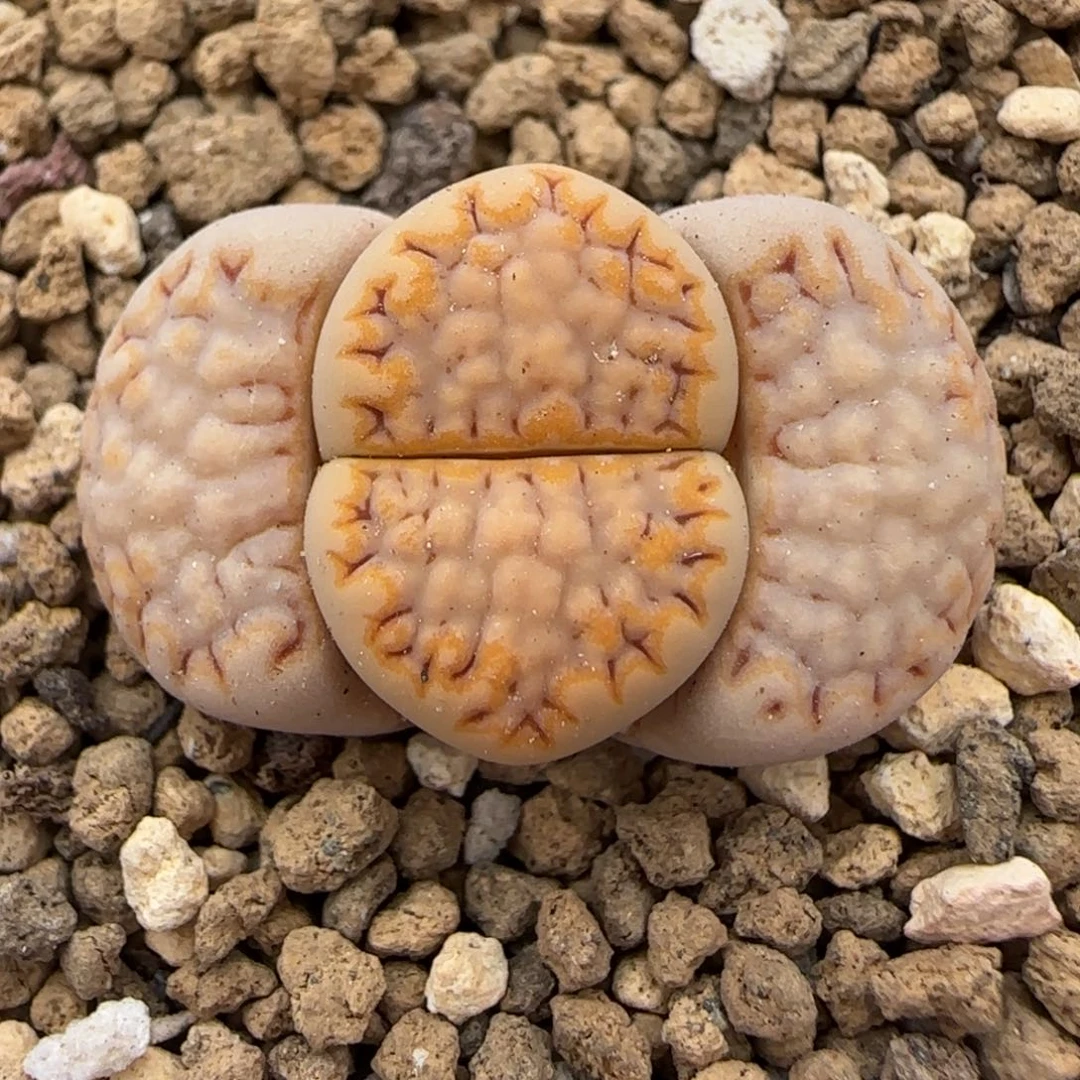 3.14，c215饼干，夕阳金边。9017