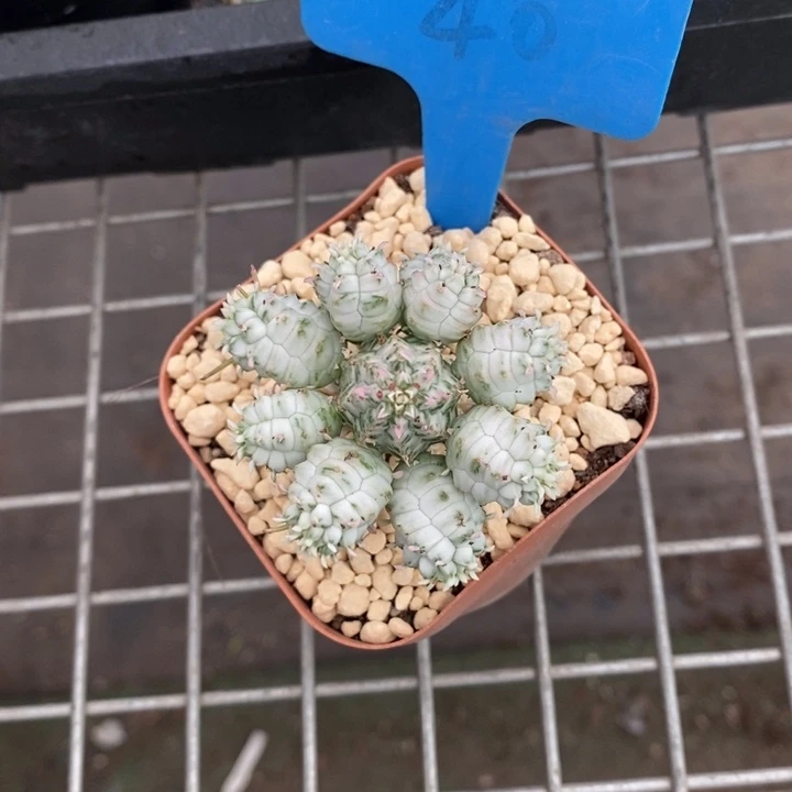 伯克利和格蕾纳等著名音乐