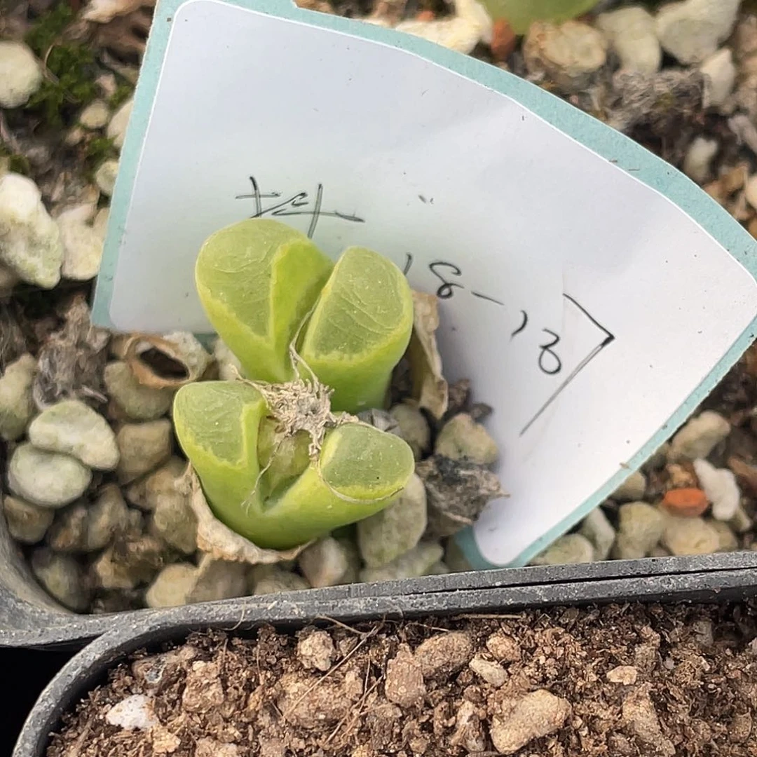 18-137混合编号多肉植物