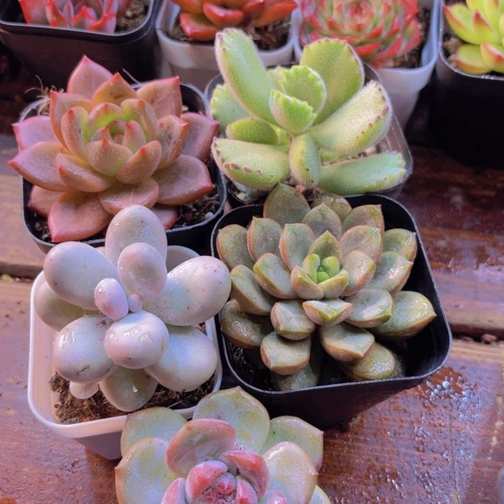 夜魔侠 原始奶 熊童子 葡萄 星影