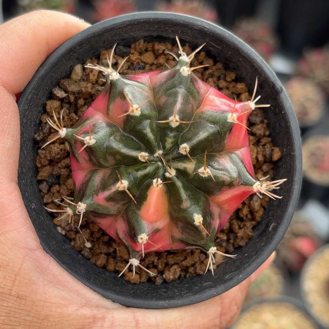 泰系实生米哈仙人球69