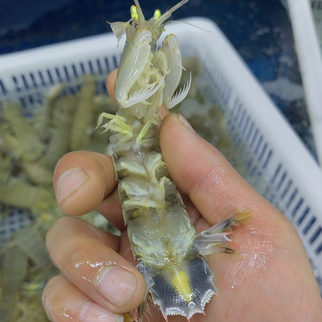 皮皮虾三斤 300 元精品