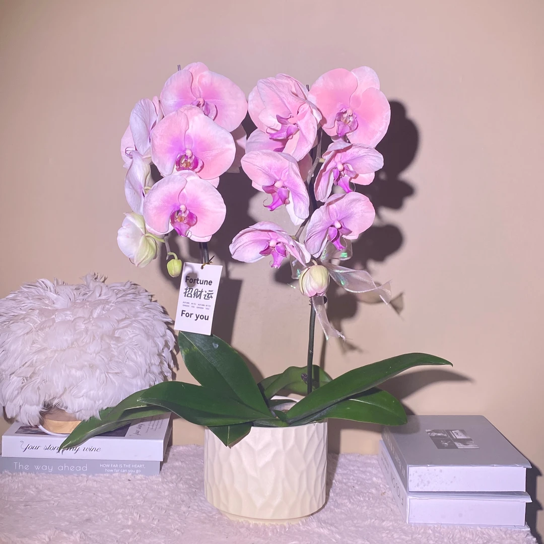 秘密花园 万人迷 植物上色进口蝴蝶兰 观赏客厅花卉 真花观赏