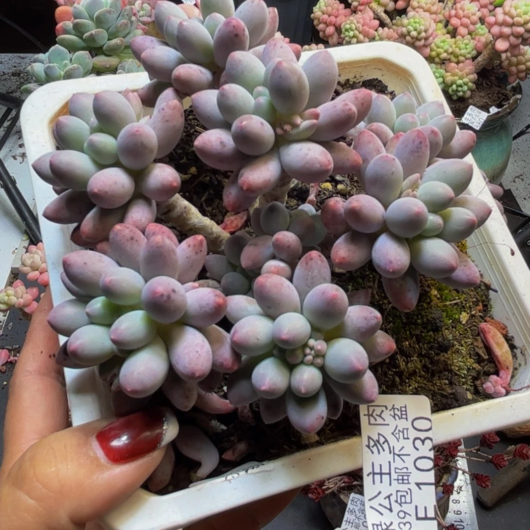 婴儿手指1030/10cm多肉