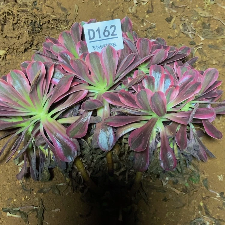 【闪购商品】162浣纱多肉
