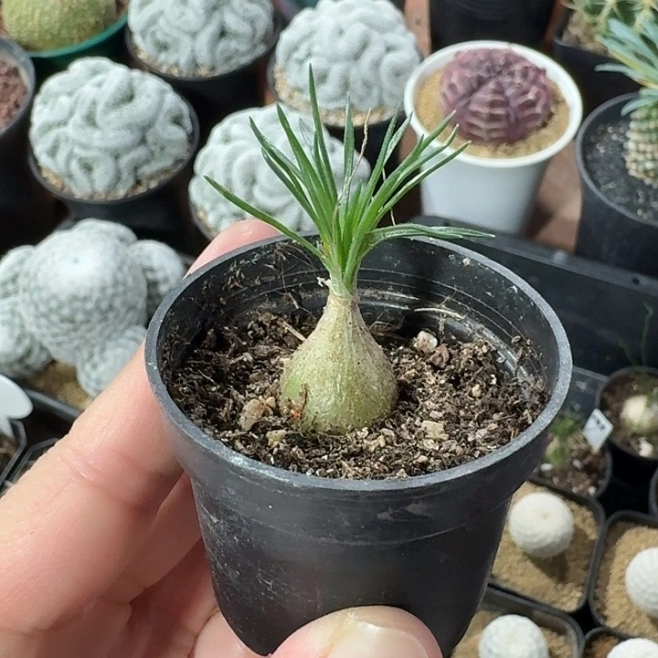 迷你海葱仙人球123