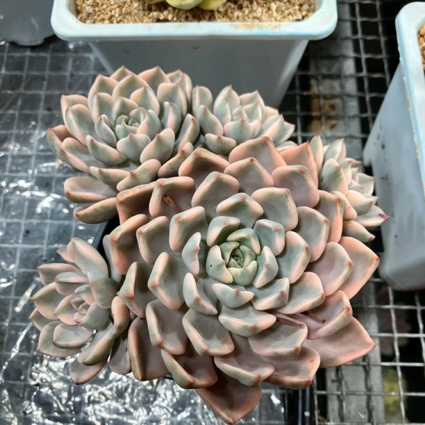 红粉佳人多肉植物