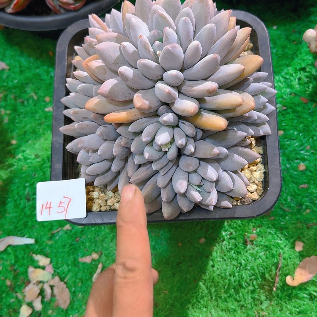 前**事1457美人杂多肉