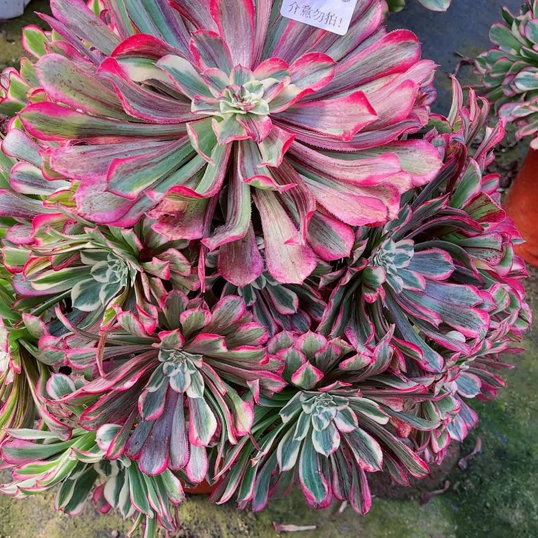 无花朵甜*吖多肉植物同花顺648