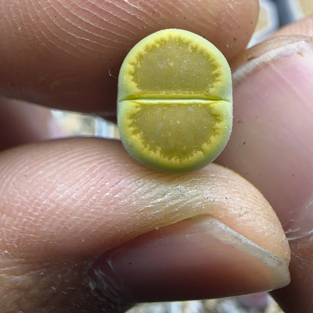 244 开播福利生石花大棚直播