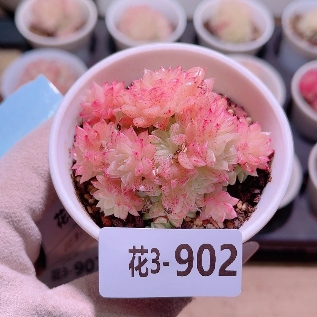 花利美3-902麦秆