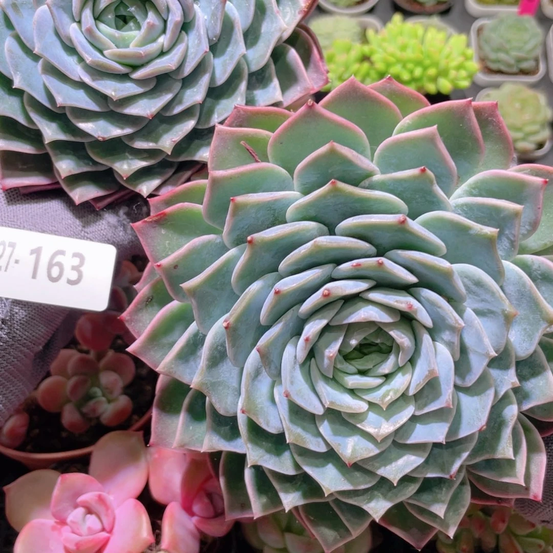 花利美27-163新品2颗