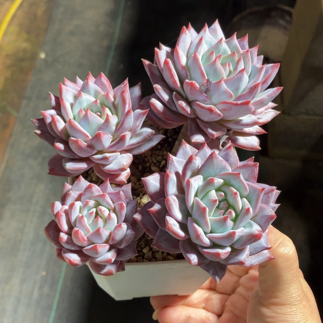 粉蓝鸟 一物一拍不支持退换