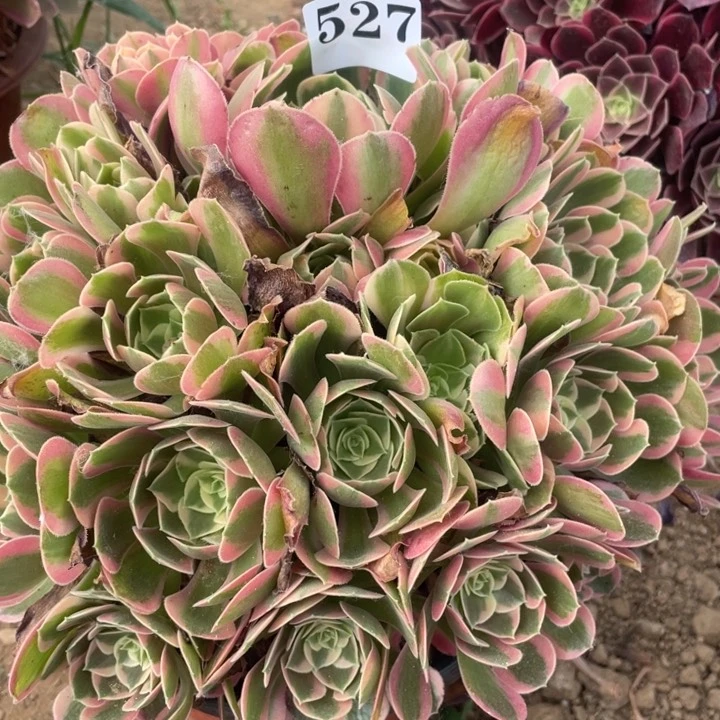 艾***茜无花朵527多肉植物妖月植物