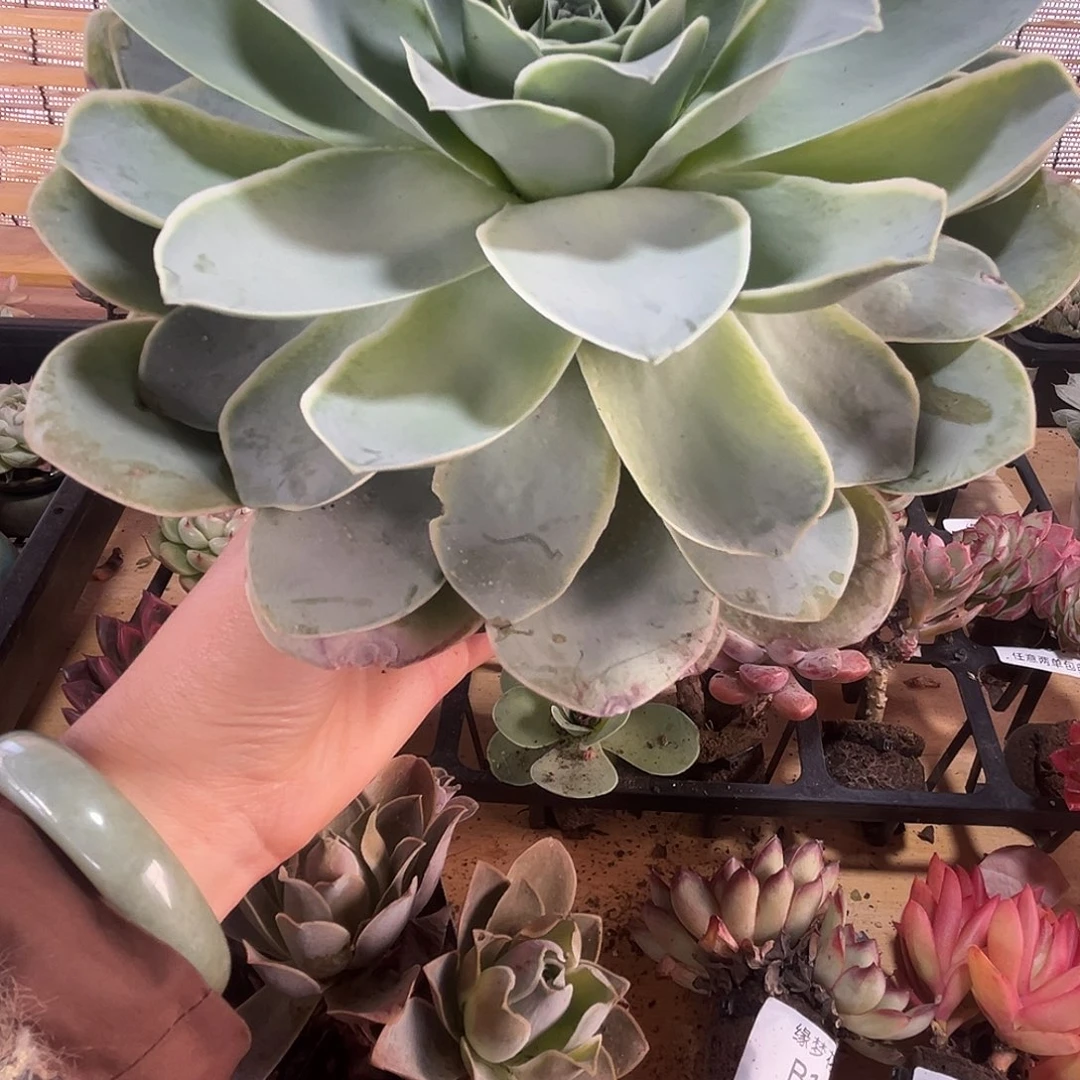 山地玫瑰一物一拍