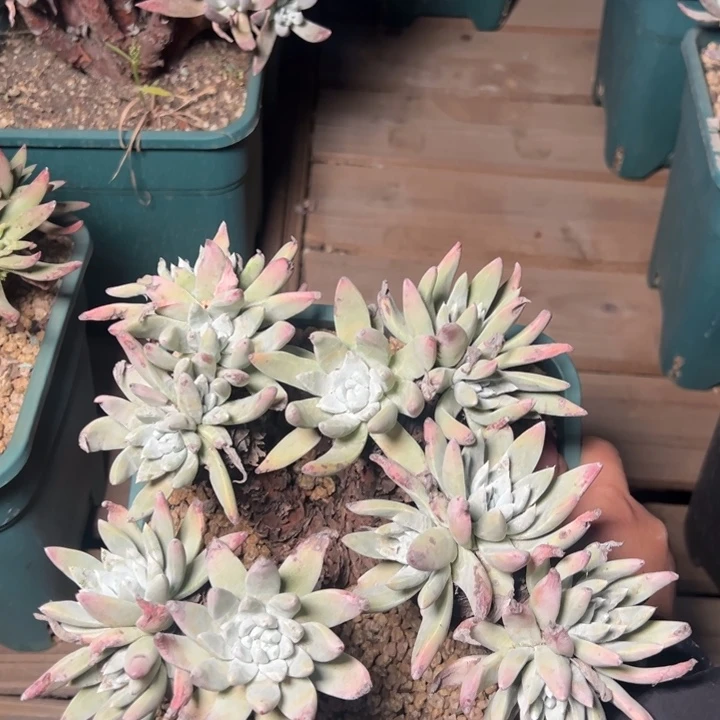 863超法杂交哈哈哈哈哈哈